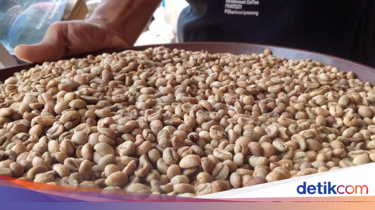 Biji kopi liberika dengan aroma nangka yang unik dan khas
