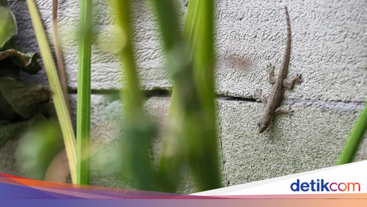 Ilustrasi cicak menempel di dinding rumah yang lembap