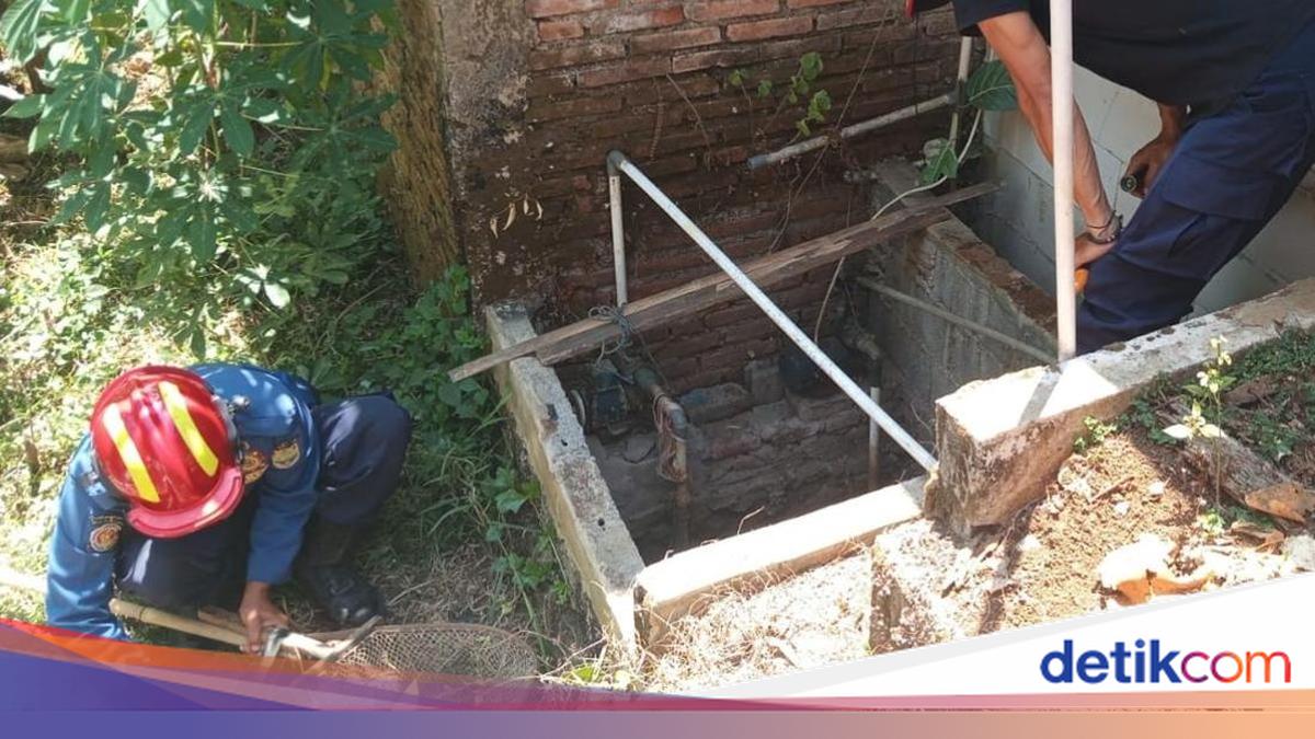 Ilustrasi evakuasi ular kobra Jawa di dasar sumur warga Ciamis