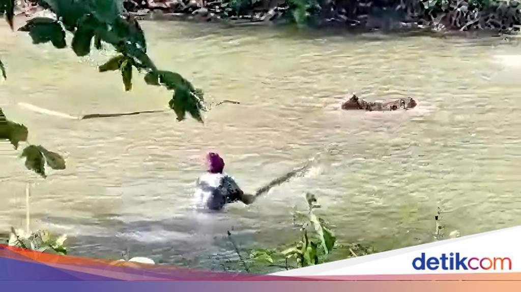 Ilustrasi penampakan buaya muara di perairan Situ Habibie Sukabumi