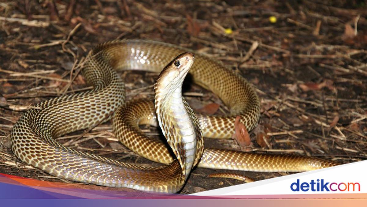Ilustrasi penanganan medis darurat untuk korban gigitan ular berbisa