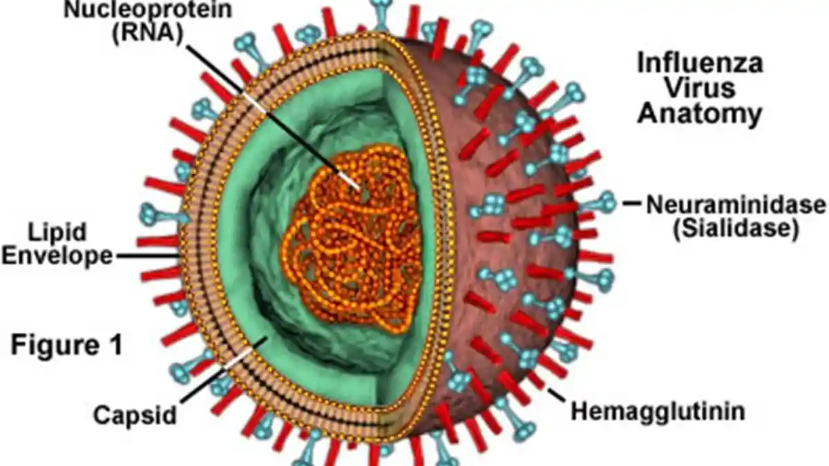 Definisi Influenza A, Kenali Bahaya dan Gejala Virus Flu Mematikan