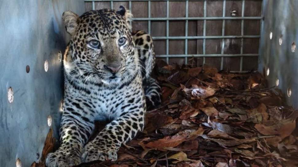 Macan tutul Jawa dalam proses rehabilitasi di pusat konservasi satwa