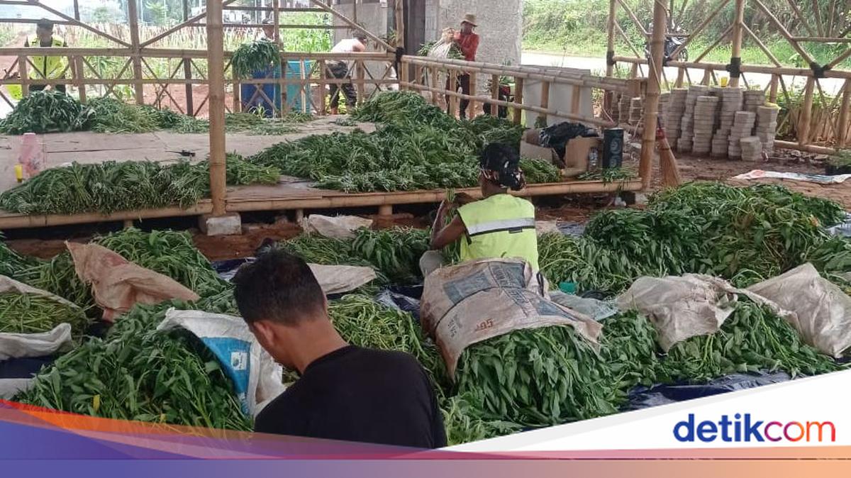 Panen kangkung di Lahan Bomang oleh Pemkab Bogor dan Korem 061/Suryakancana