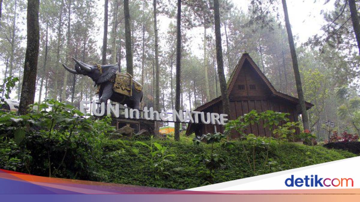 Pemandangan rimbun dan asri di kawasan wisata hutan pinus Bandung yang sejuk