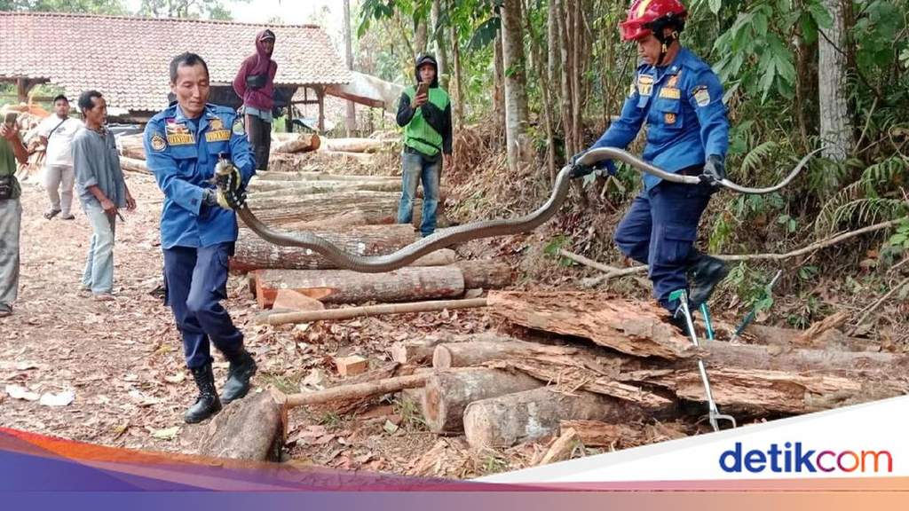 Petugas Damkar Ciamis evakuasi king kobra dari tumpukan kayu