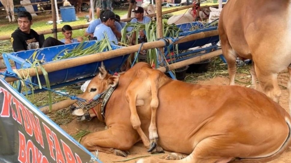 Sapi Madura berkaki enam juara Kontes Sapi APPSI Piala Presiden 2026 di Cibinong