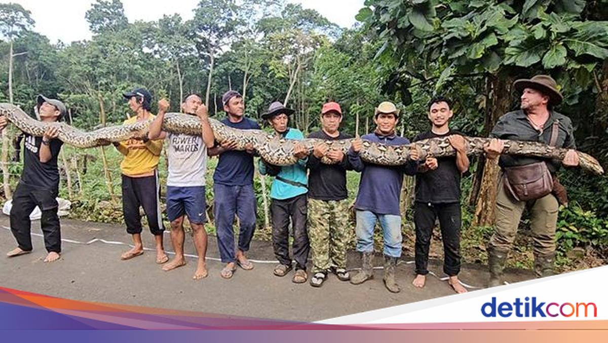 Ular piton raksasa Ibu Baron yang ditemukan di pedalaman Sulawesi